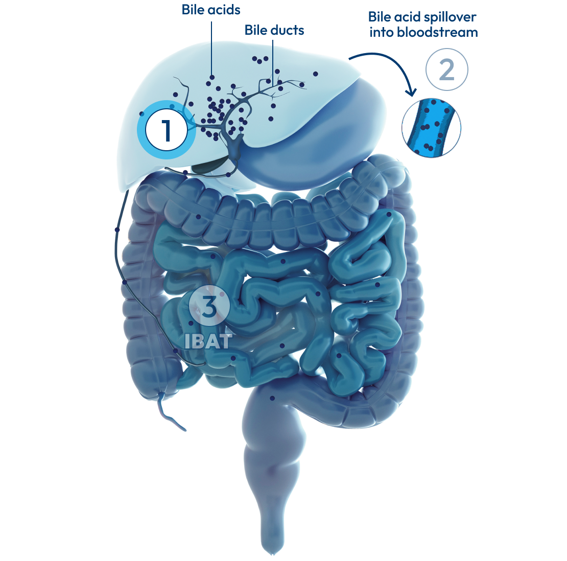 Liver and intestines, with a number 1 representing bile acids and bile ducts.
