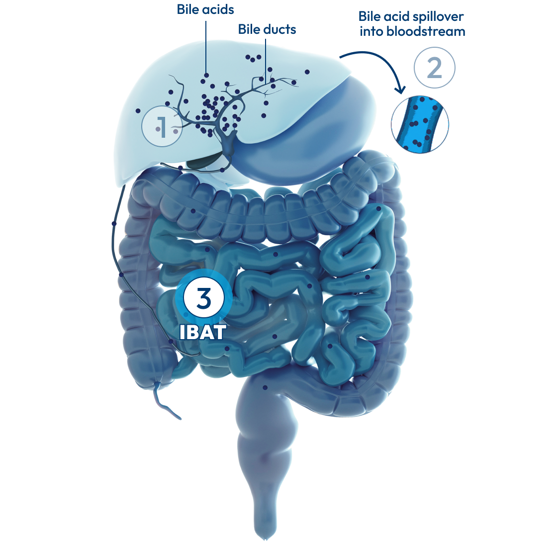 Liver and intestines, with a number 3 representing IBAT.