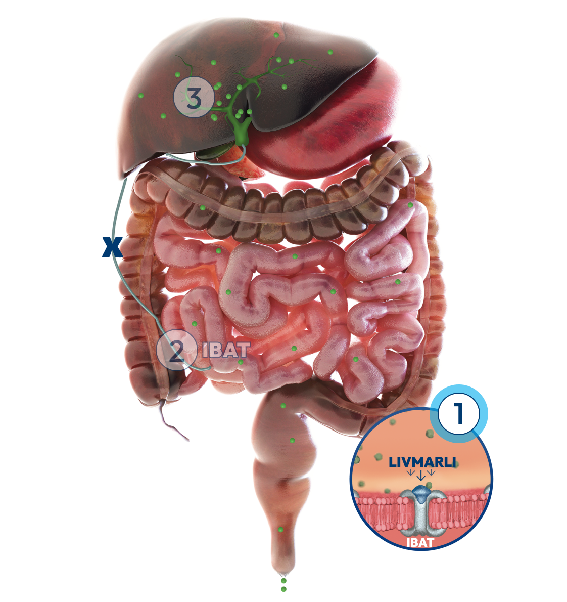 Liver and intestines with a number 1 label representing how LIVMARLI targets and temporarily blocks IBAT.