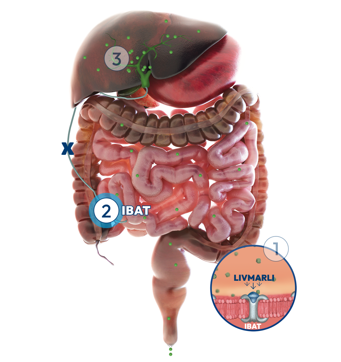 Liver and intestines, with a number 2 label representing how LIVMARLI blocks bile acids and increases bile acid removal.