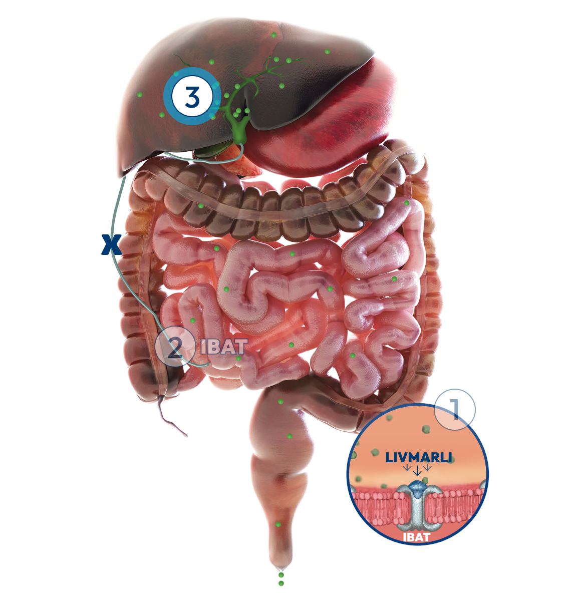 Liver and intestines, with a number 3 label representing reductions in bile acids that are associated with less intense cholestatic pruritus.